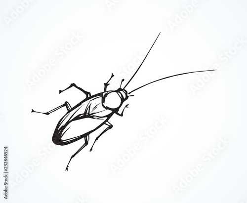 Cockroach. Vector drawing