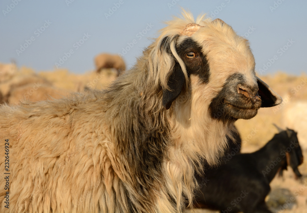 Fototapeta premium Sheep herd of the Qasqai nomads, Iran