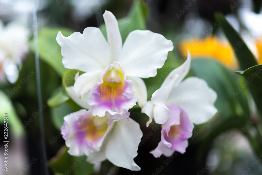 Flower (Orchidaceae, Orchid Flower) white purple Flower (Orchidaceae, Orchid Flower) white purple