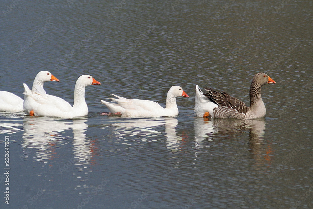 Obraz premium the geese in single file