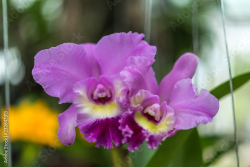 Flower  Orchidaceae  Orchid Flower  purple pink