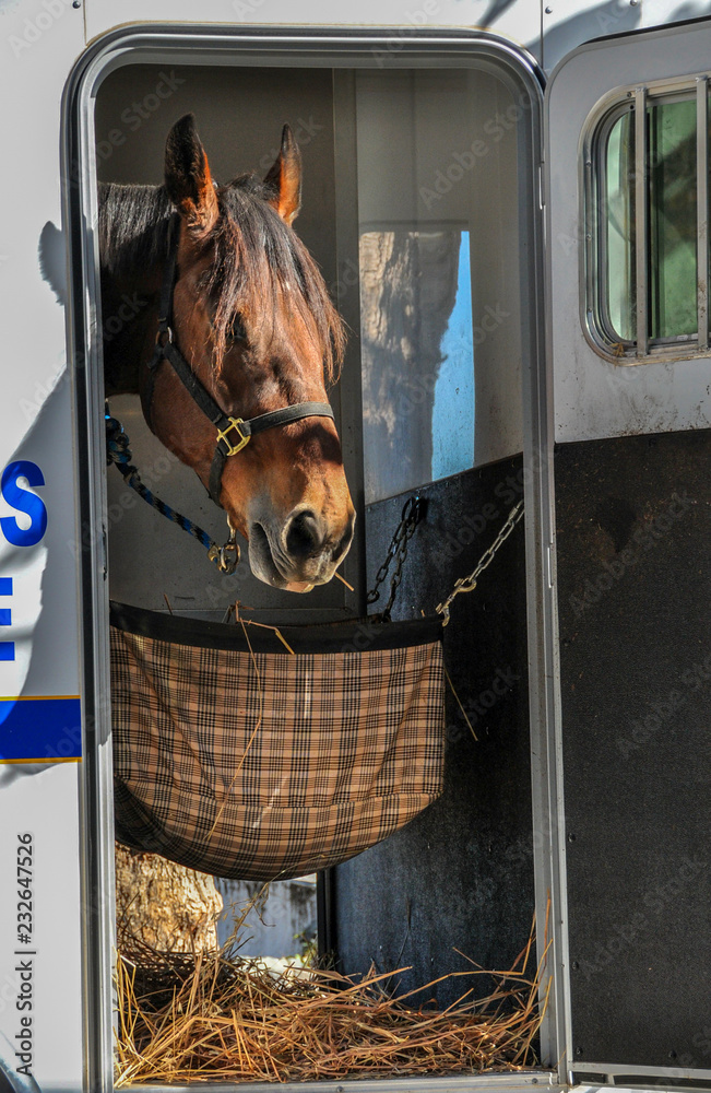 Police horse is eating in trailer in San Francisco