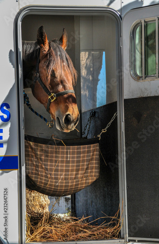 Obraz na płótnie Police horse is eating in trailer in San Francisco w salonie