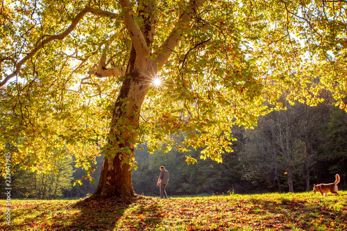 Golden Autumn tree Landscape Nature fall Season