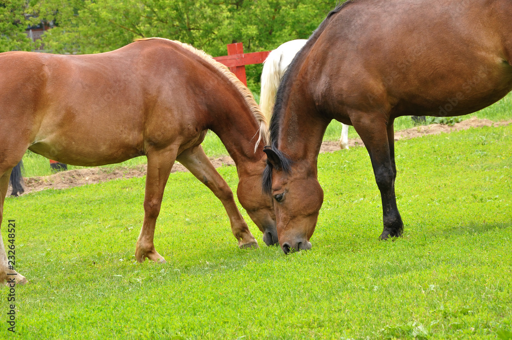 Two horses in the meadow