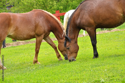Two horses in the meadow