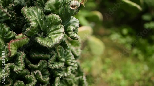 Wallpaper Mural Leafless, spiny, evergreen desert plant cultivated as ornamental in botanical garden. Succulents background, natural pattern. Euphorbia crested cactus in greenhouse. Coral zigzag with pink spines. Torontodigital.ca
