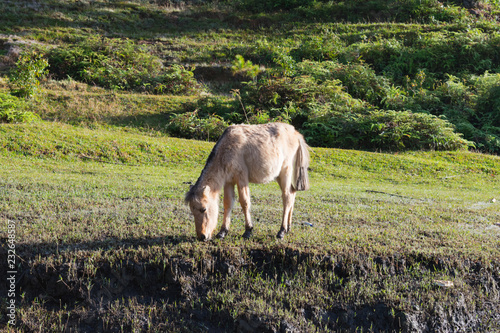 Wild horses live in the pink meadow steppes, in the Suoivang lake, Lam Dong province, Vietnam. Not yet thoroughbred, wild horses have habits and living on the plateau 1500m, wilderness... photo