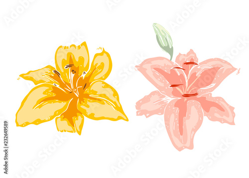 Two beautiful lily flowers. Illustration of big lilies isolated on white background. Hand drawn vector. Nature floral collection.