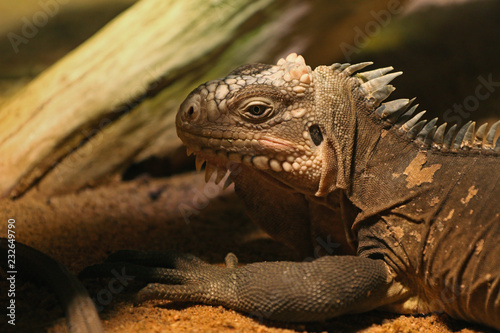  Lesser Antillean iguana  a critically endangered large arboreal lizard endemic to the Lesser Antilles.
