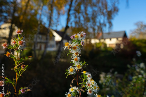 Schöne Blume, Bauernhof im Hintergrund