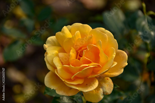 Canvas Print Flower