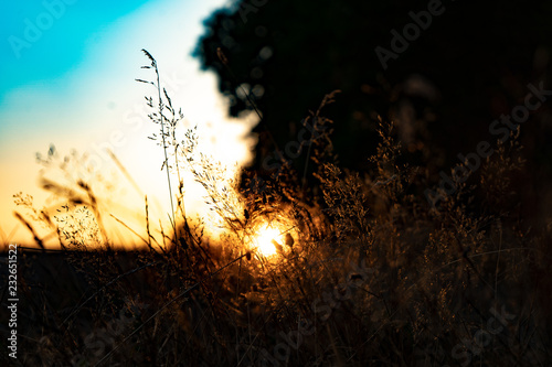 Sonne im kreisförmigen Gras © Markus