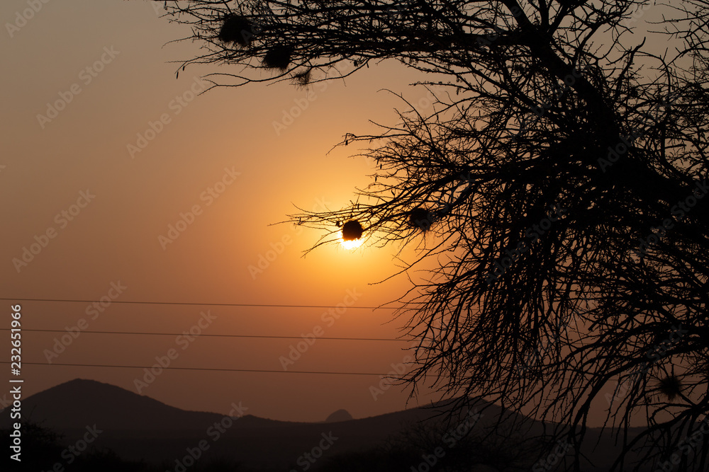 Naklejka premium Webervorgelnest im Sonnenuntergang