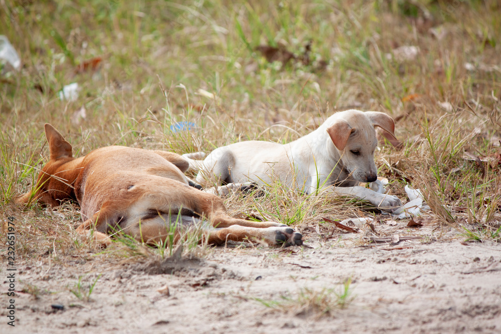Fototapeta premium Dogs play on the lawn with fun.