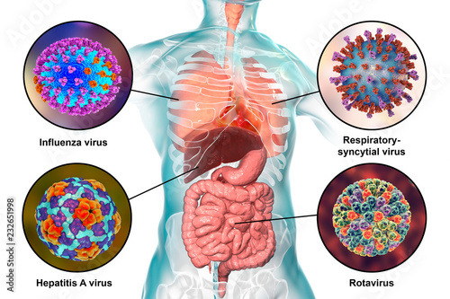 Human pathogenic viruses causing respiratory and enteric infections