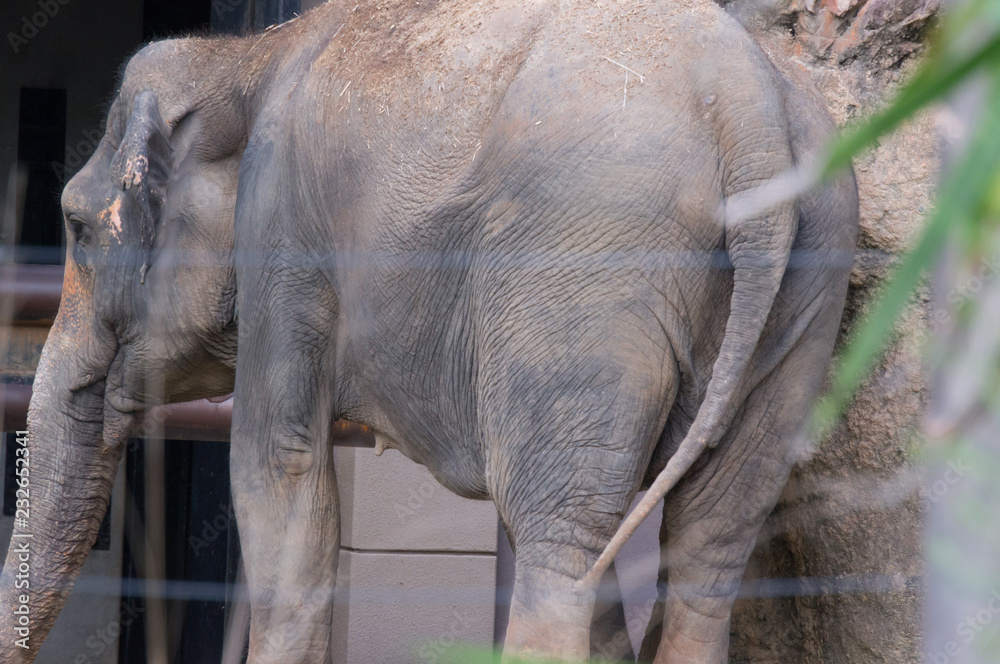 Fototapeta premium Elephant in Zoological garden .Osaka tennouji zoo,japan.