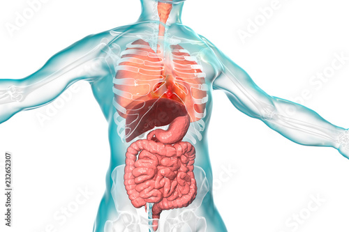 Human body anatomy, respiratory and digestive system