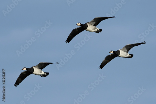 Barnacle goose (Branta leucopsis)