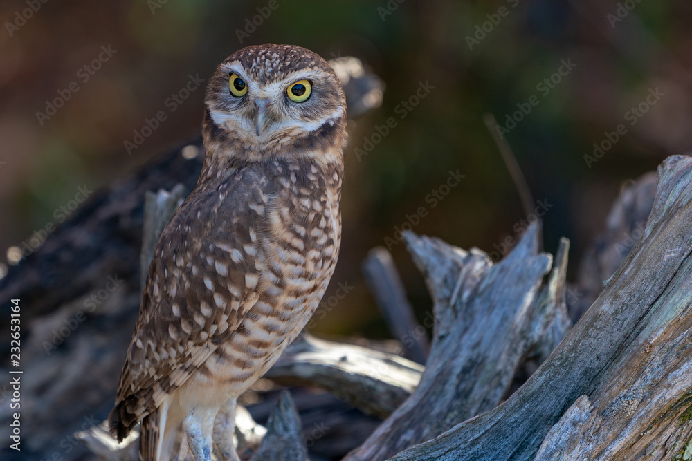 Burrowing Owl on a Log Burrowing Owl on a Log