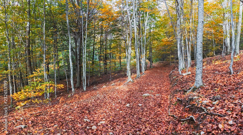 Autumn Beech Forest in the Montseny Natural Park, Catalonia