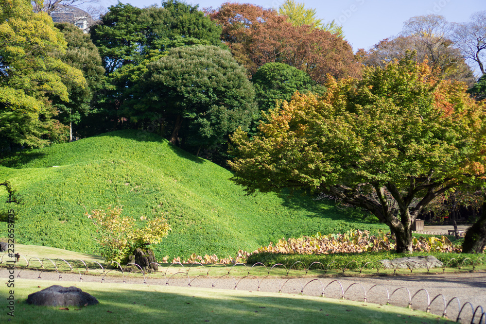 Green grass hill in Japanese garden when the leaves turn red with yellow and green leaves background (Koishikawa Korakuen, Tokyo, Japan)