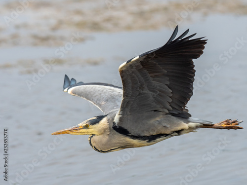 Grey Heron in flight