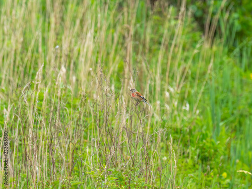 Linnet perched on a bush