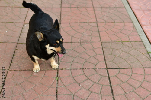 Obraz na płótnie Pies (dog) w salonie