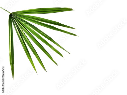 Close up of green slender lady palm leaf is growing on isolated white background, ornamental plant in home decor concept
