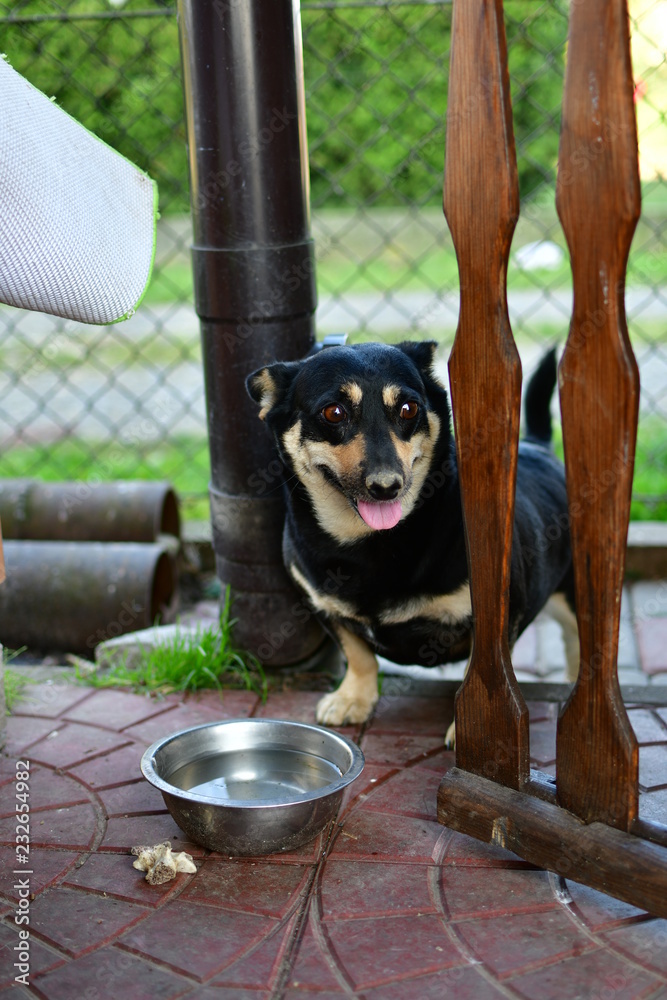 Pies (dog)
