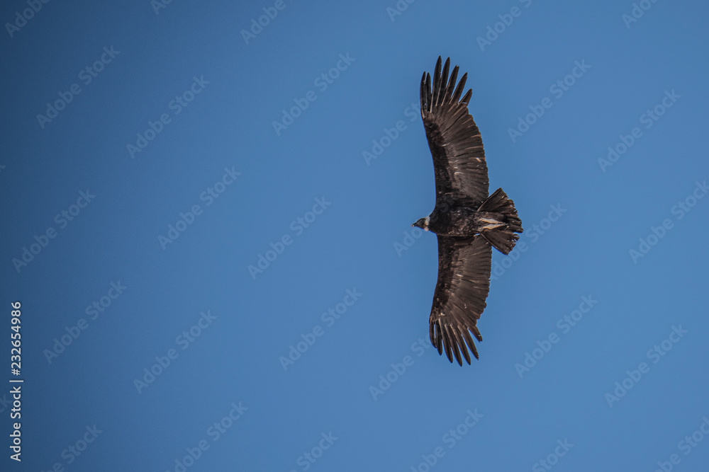 Fototapeta premium Andean condor