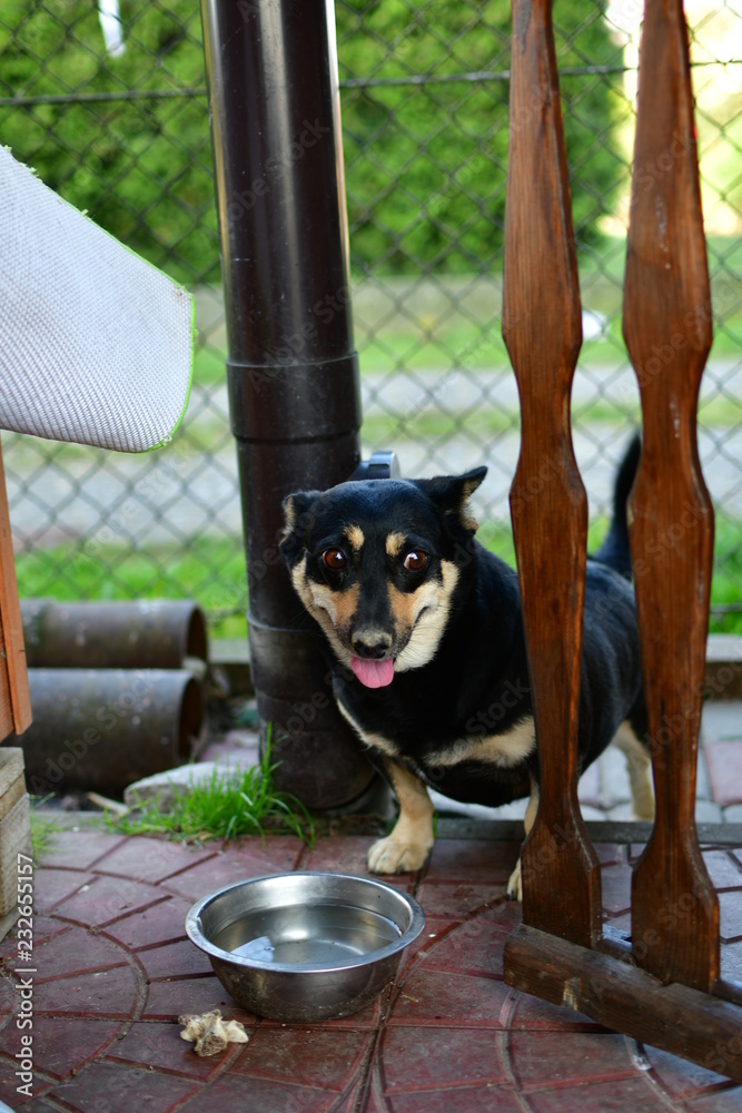Pies (dog, tyke)