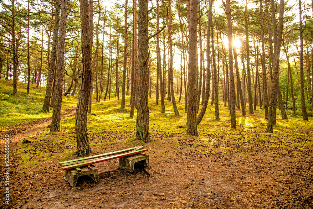 forest of the Baltic sea in Poland with bench forest of the Baltic sea in Poland with bench