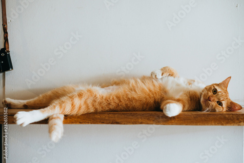 Fat cat on the wood bar photo