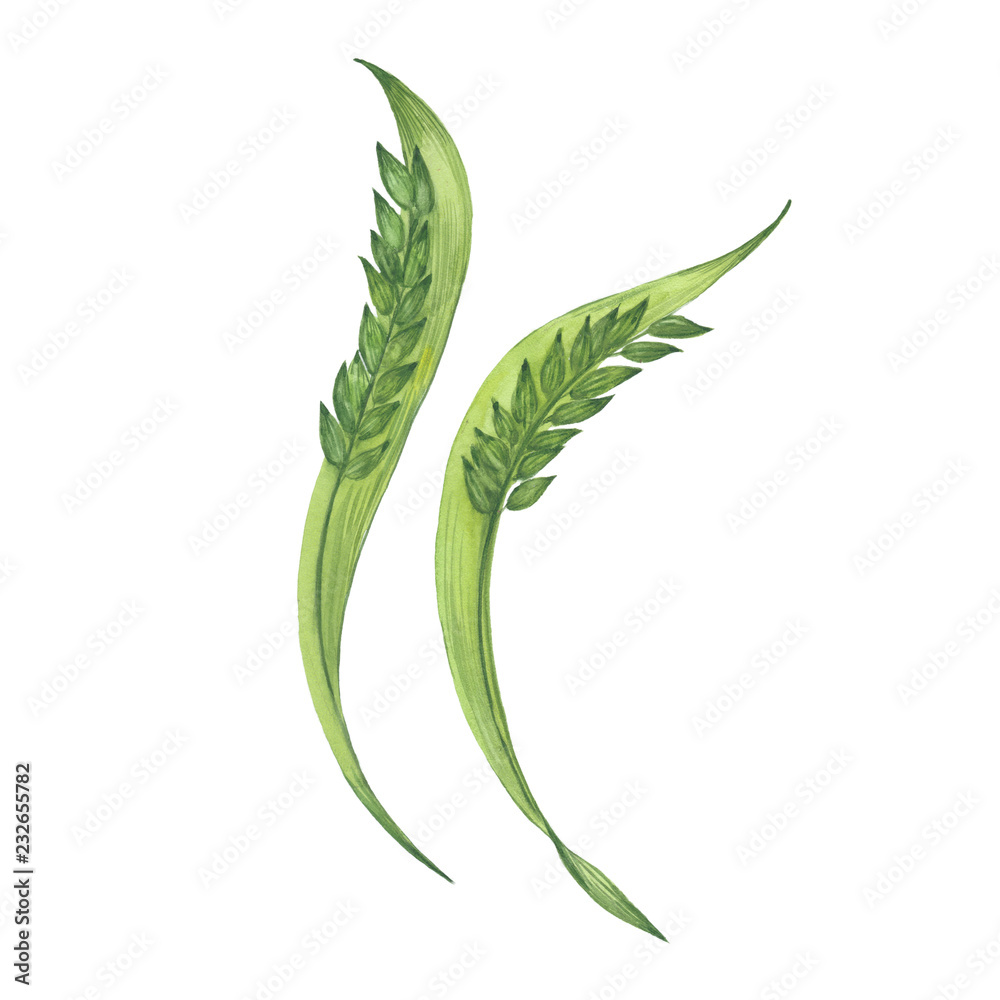 Fototapeta premium spikelets of rice