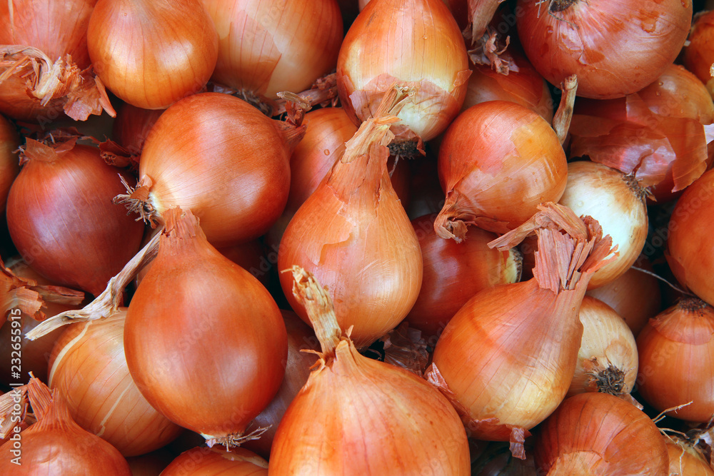 onion harvest. many onions. onion close up. onions for food background. onion harvest. many onions. onion close up. onions for food background.