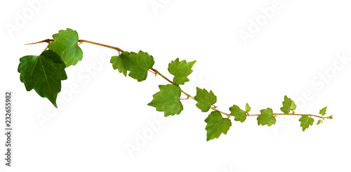 Ivy twig with small green leaves