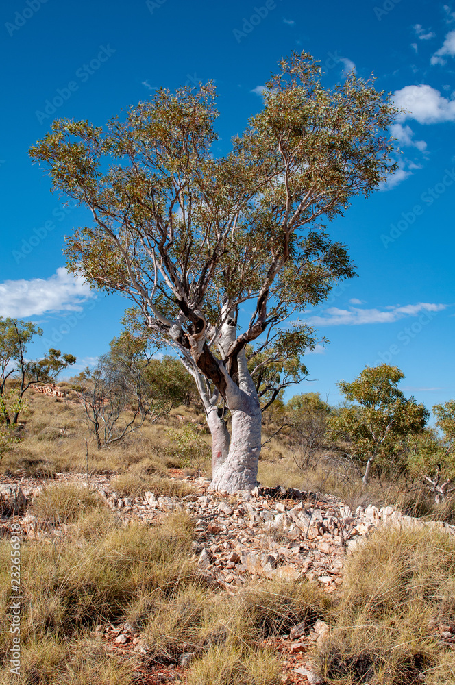 Lone Eucalyptus tree, Outback Queensland, Australia Lone Eucalyptus tree, Outback Queensland, Australia