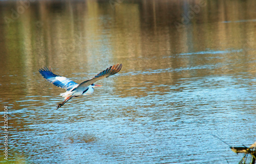 Heron flying on the waters in the lake 