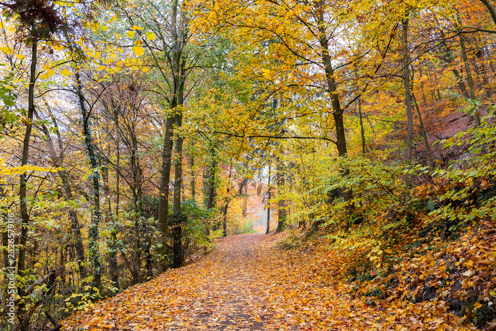 Deutscher Herbstwald Wanderweg mit gelben und roten Blättern 