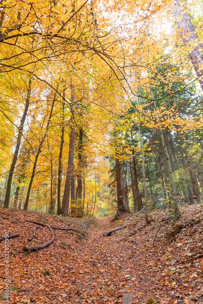 Obraz premium Deutscher Herbstwald mit Wanderweg, Laub auf dem Boden, gelbe Blätter an den Bäumen - Hochkant