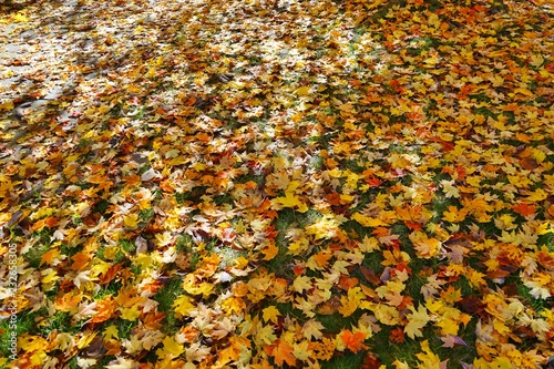 Grass covered with colorful red, orange and yellow leaves of maple trees during foliage season 