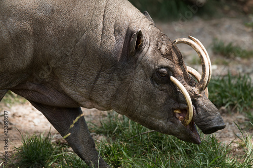 North Sulawesi babirusa, deer-pig, male
