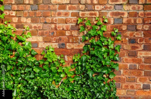 Brick wall covered with green ivy © eqroy