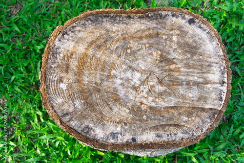 Wood cut texture with grass background. top view