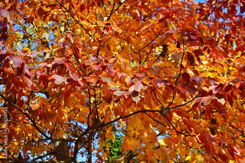 Colorful golden and red foliage of sassafras tree in autumn