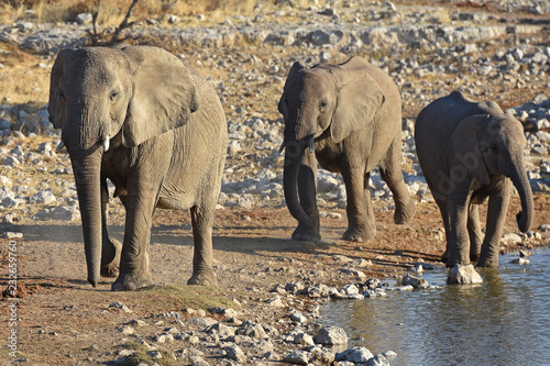 Elefanten  loxodonta africana  am Wasserloch Okaukuejo im Etosha Nationalpark in Namibia