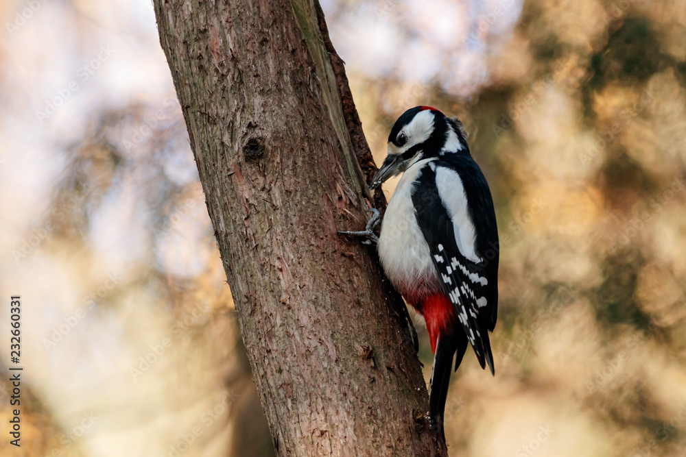 Great spotted woodpecker feeding perched on tree. Cute bright comon park bird in wildlife. Great spotted woodpecker feeding perched on tree. Cute bright comon park bird in wildlife.