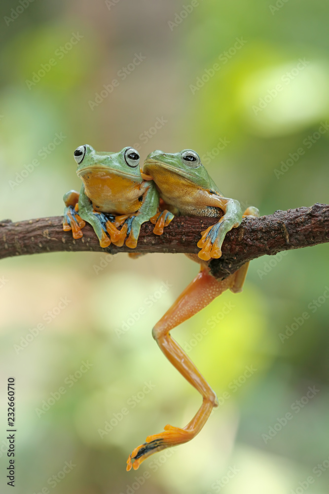 Fototapeta premium green tree frog, flying frog, java frog
